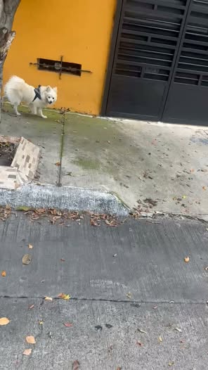 Foto del avistamiento de perro