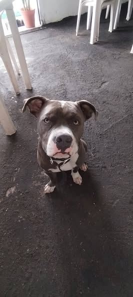 Dog sighting photo