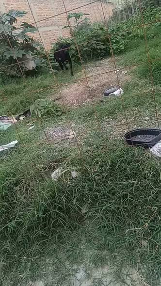 Foto del avistamiento de perro