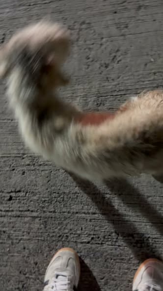 Foto del avistamiento de perro