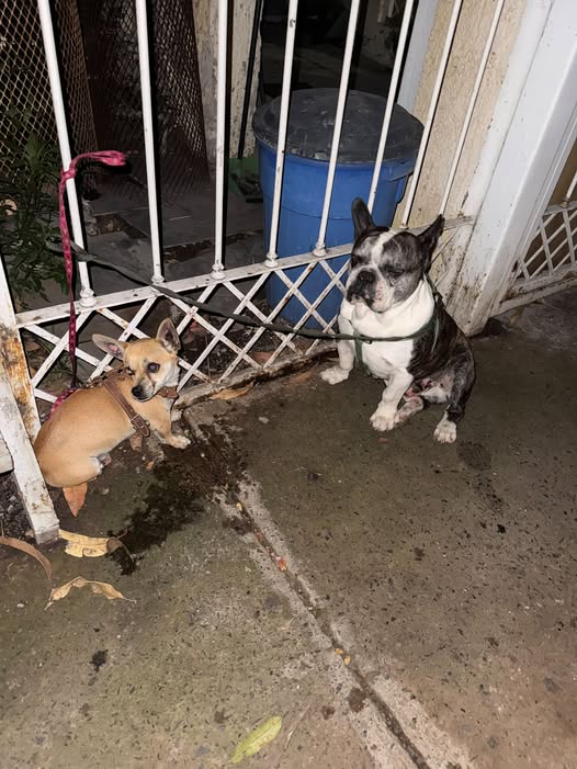 Foto del avistamiento de perro