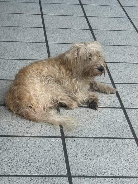 Foto del avistamiento de perro