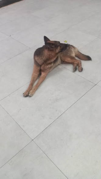 Dog sighting photo