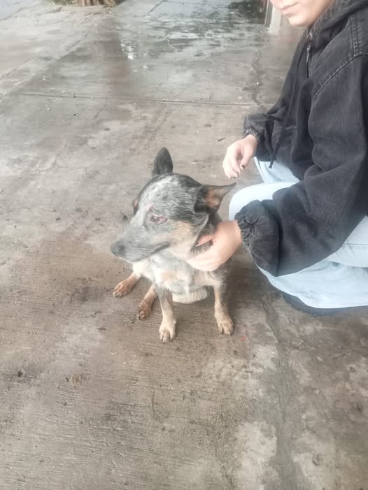 Dog sighting photo