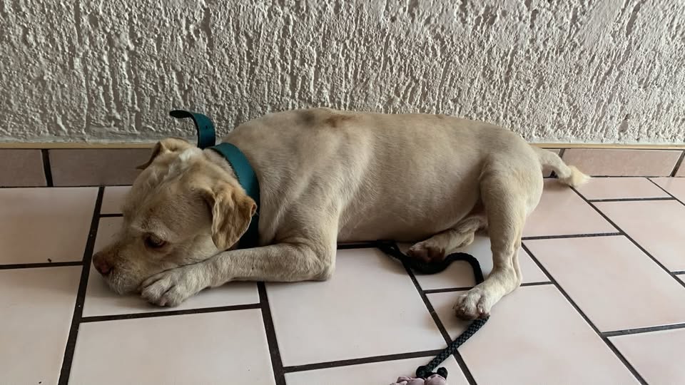 Dog sighting photo