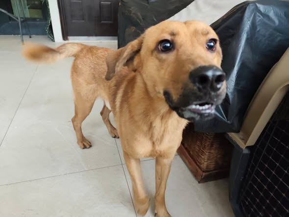 Dog sighting photo