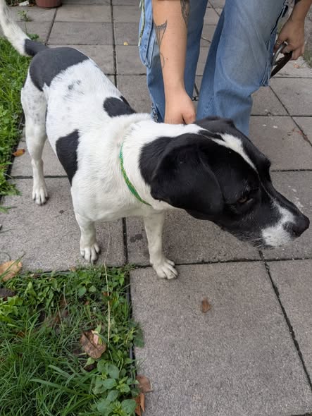 Dog sighting photo