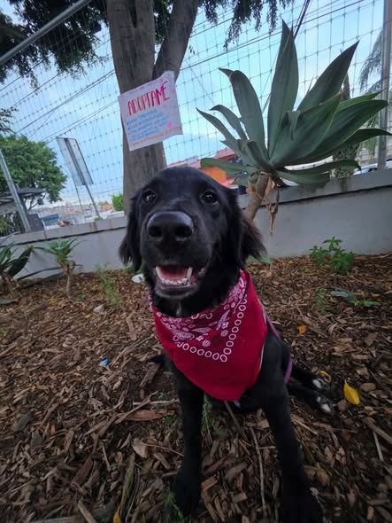 Foto del avistamiento de perro