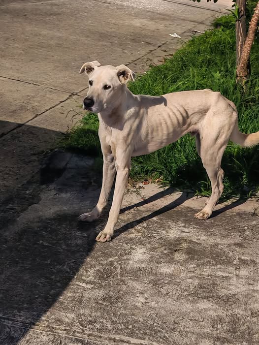 Foto del avistamiento de perro