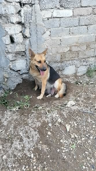 Dog sighting photo