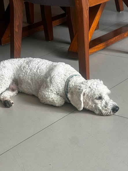 Foto del avistamiento de perro