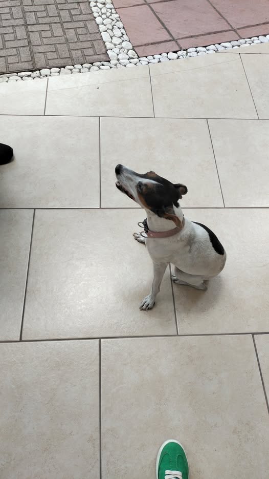 Foto del avistamiento de perro