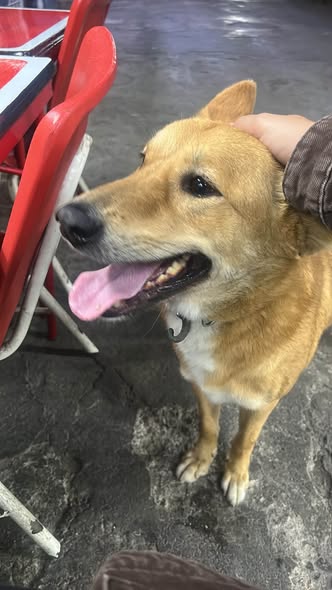 Foto del avistamiento de perro