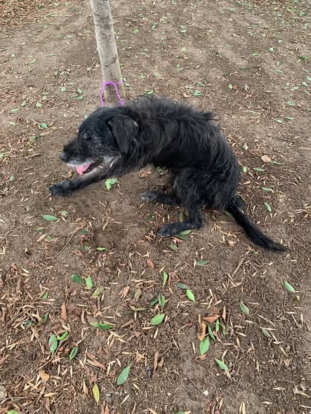 Dog sighting photo