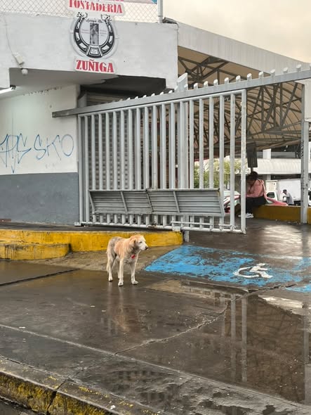 Foto del avistamiento de perro