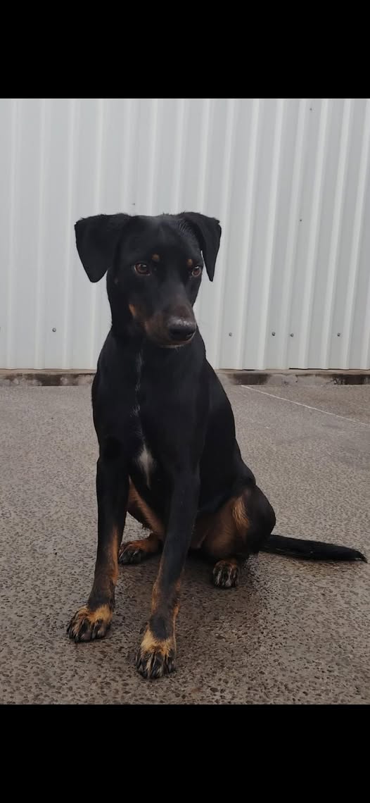Dog sighting photo