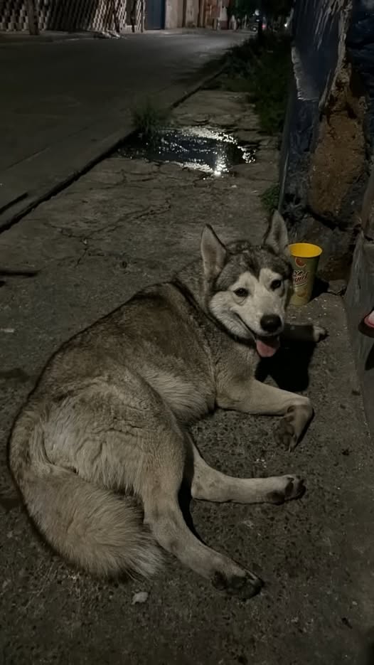 Foto del avistamiento de perro