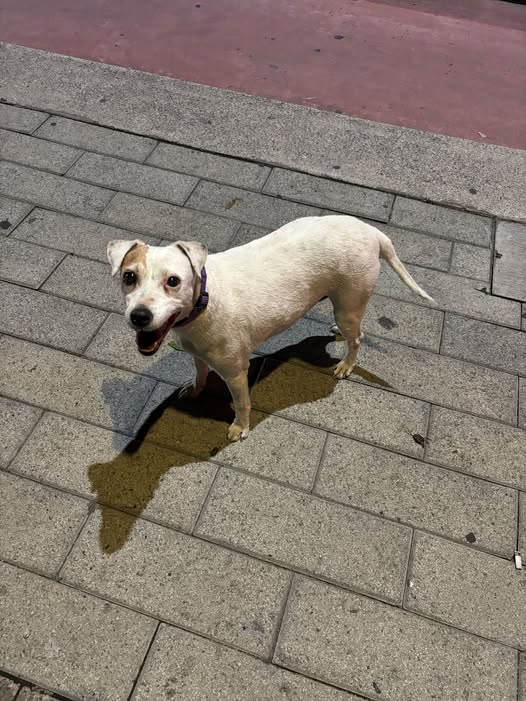 Foto del avistamiento de perro