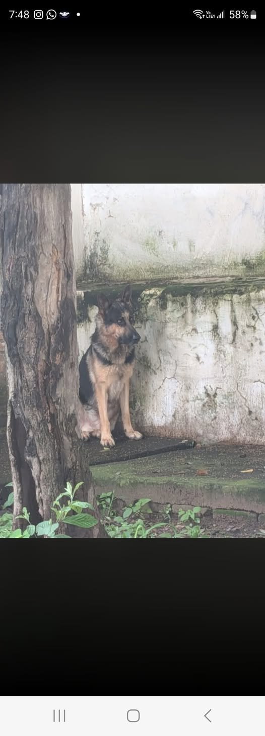 Foto del avistamiento de perro