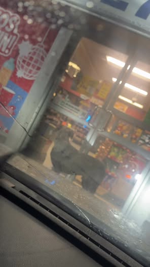 Dog sighting photo