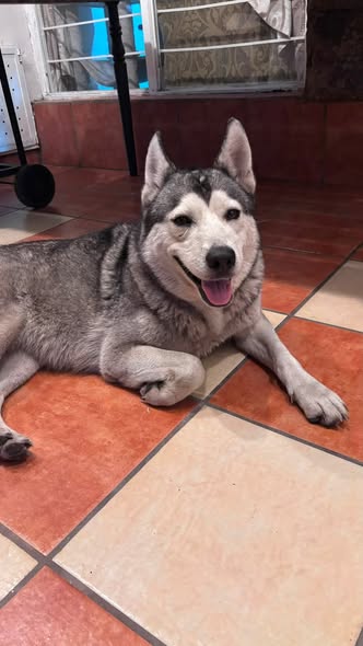 Foto del avistamiento de perro
