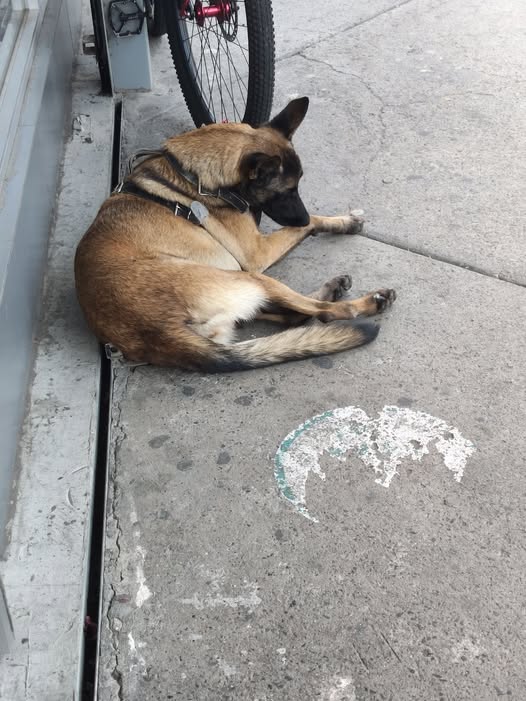 Foto del avistamiento de perro