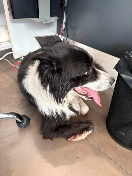 Dog sighting photo