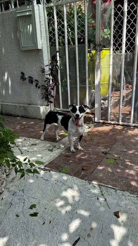 Dog sighting photo