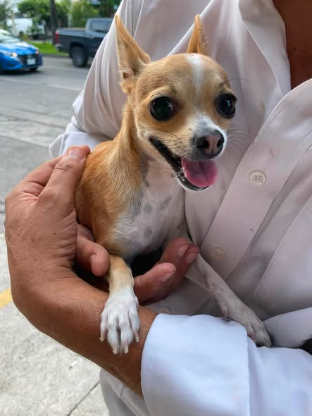 Dog sighting photo