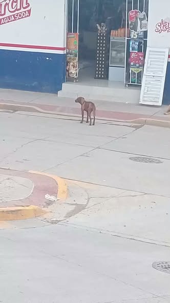 Dog sighting photo