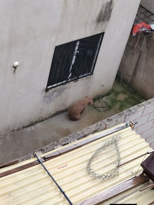 Foto del avistamiento de perro