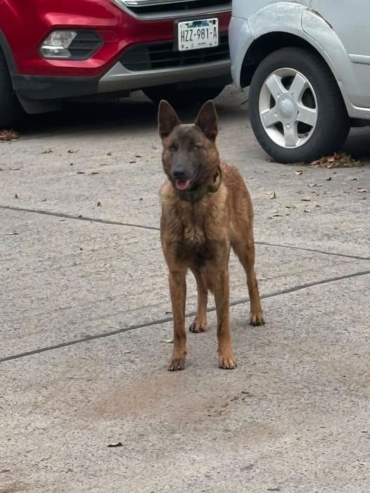 Dog sighting photo