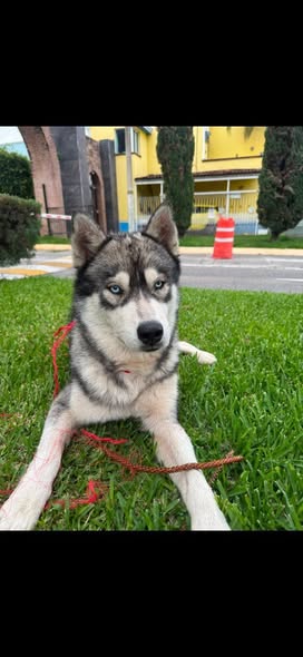 Dog sighting photo