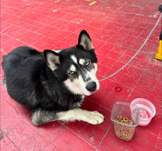 Foto del avistamiento de perro