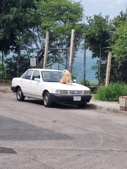 Foto del avistamiento de perro