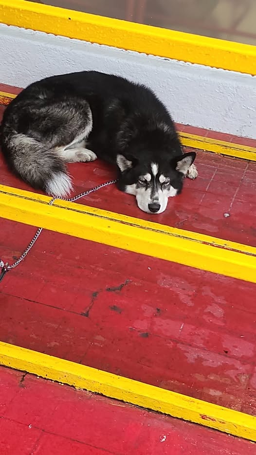 Dog sighting photo