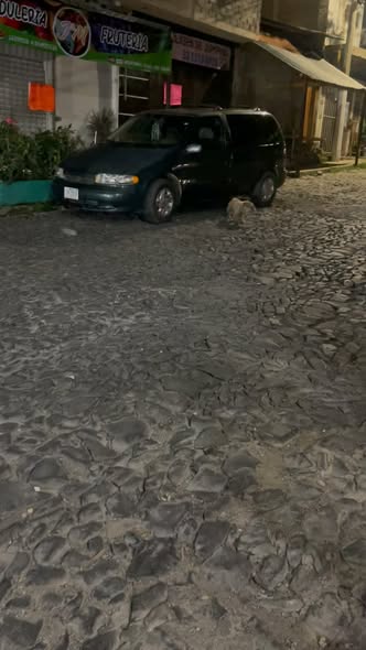 Foto del avistamiento de perro