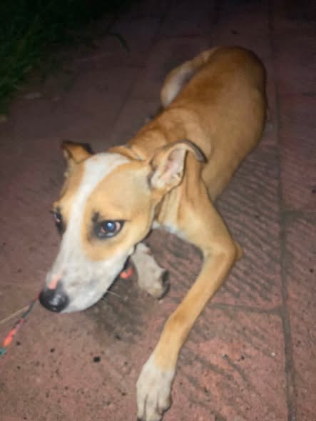 Foto del avistamiento de perro