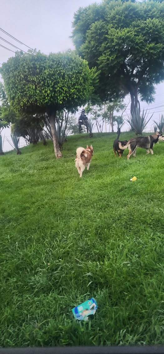 Foto del avistamiento de perro