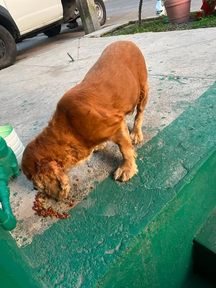 Foto del avistamiento de perro