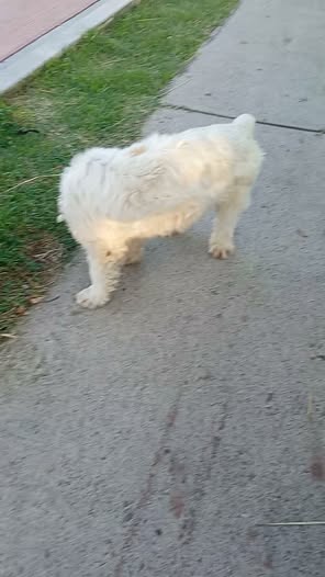 Foto del avistamiento de perro
