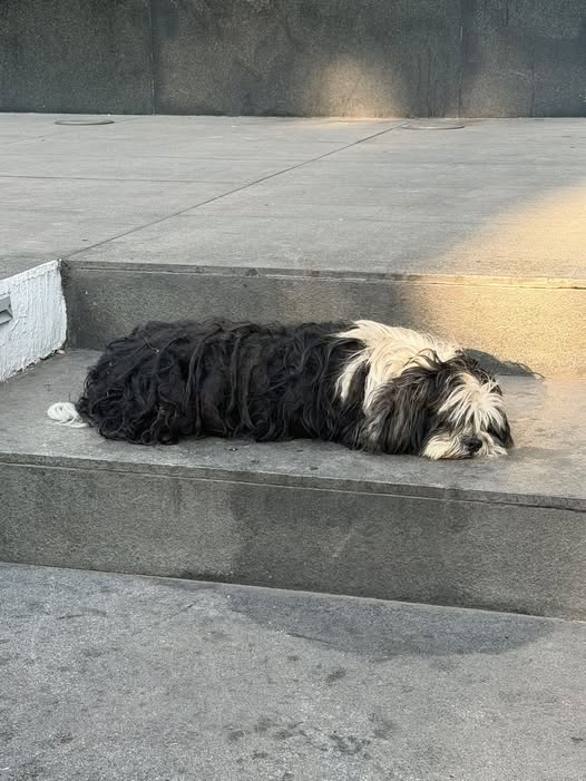 Dog sighting photo