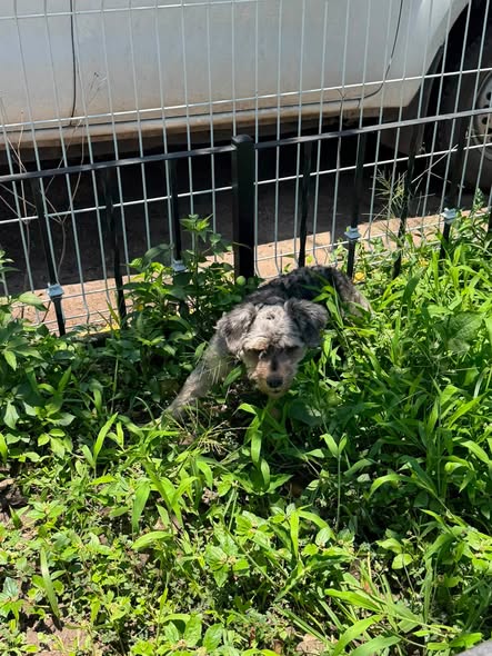 Dog sighting photo