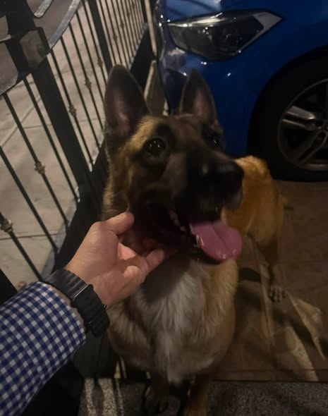 Foto del avistamiento de perro