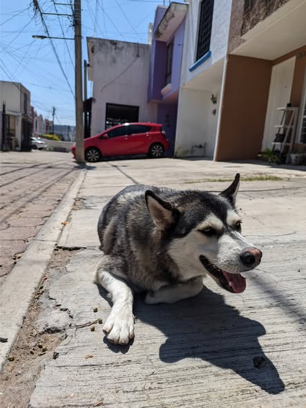 Foto del avistamiento de perro