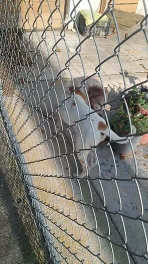 Dog sighting photo