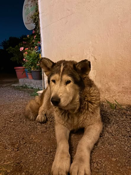 Foto del avistamiento de perro