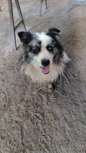 Foto del avistamiento de perro