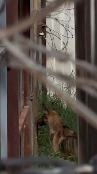 Foto del avistamiento de perro
