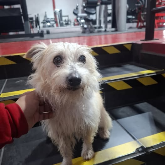 Foto del avistamiento de perro